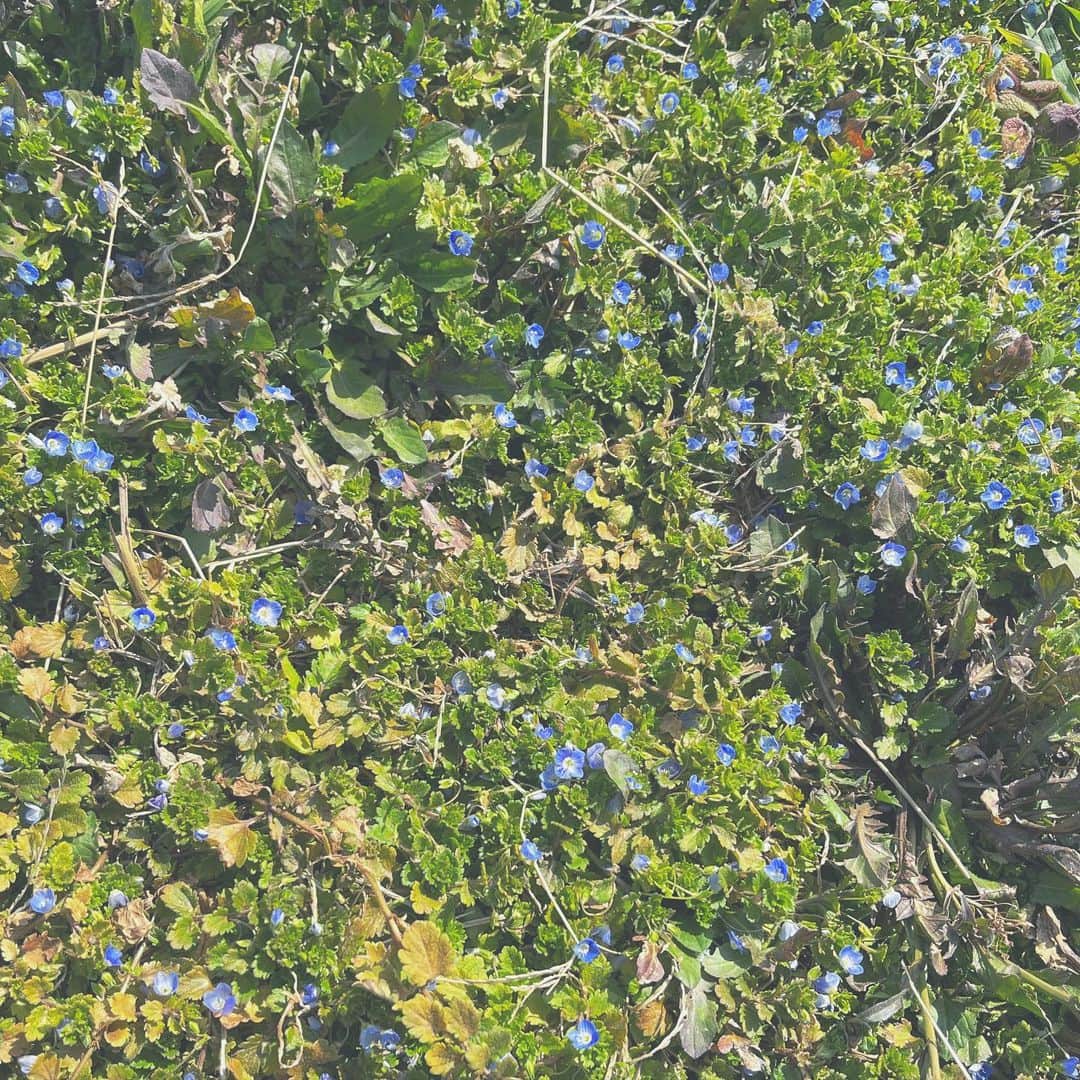 松本妃代のインスタグラム：「🦋🌿🪺」