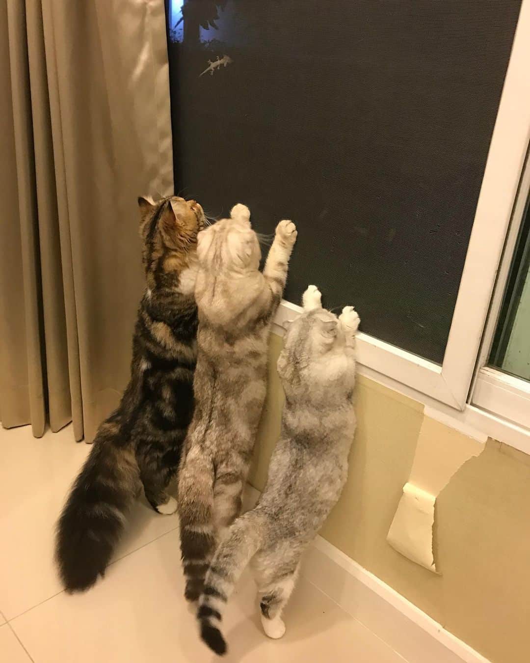 Haruのインスタグラム