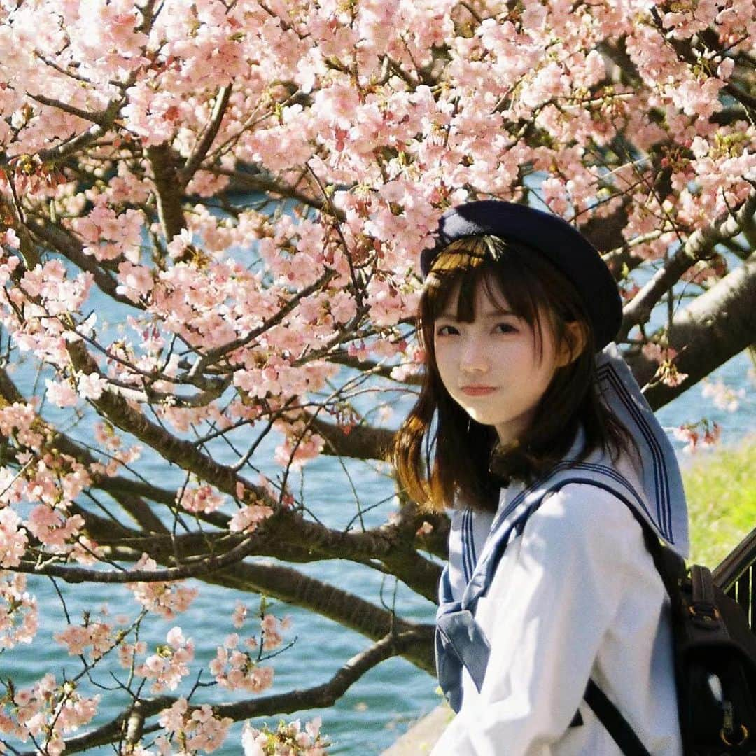 茶叶小果さんのインスタグラム写真 - (茶叶小果Instagram)「伊豆河津桜🌸 2023 日本伊豆｜河津樱｜胶片🎞️ 🌸春日早早盛开的樱花们 校供制服｜上野高、宮山台中」2月19日 22時21分 - chayexiaoguo