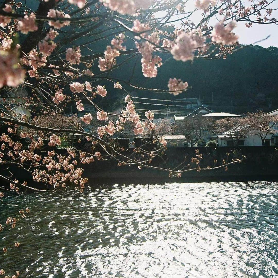 茶叶小果さんのインスタグラム写真 - (茶叶小果Instagram)「伊豆河津桜🌸 2023 日本伊豆｜河津樱｜胶片🎞️ 🌸春日早早盛开的樱花们 校供制服｜上野高、宮山台中」2月19日 22時21分 - chayexiaoguo