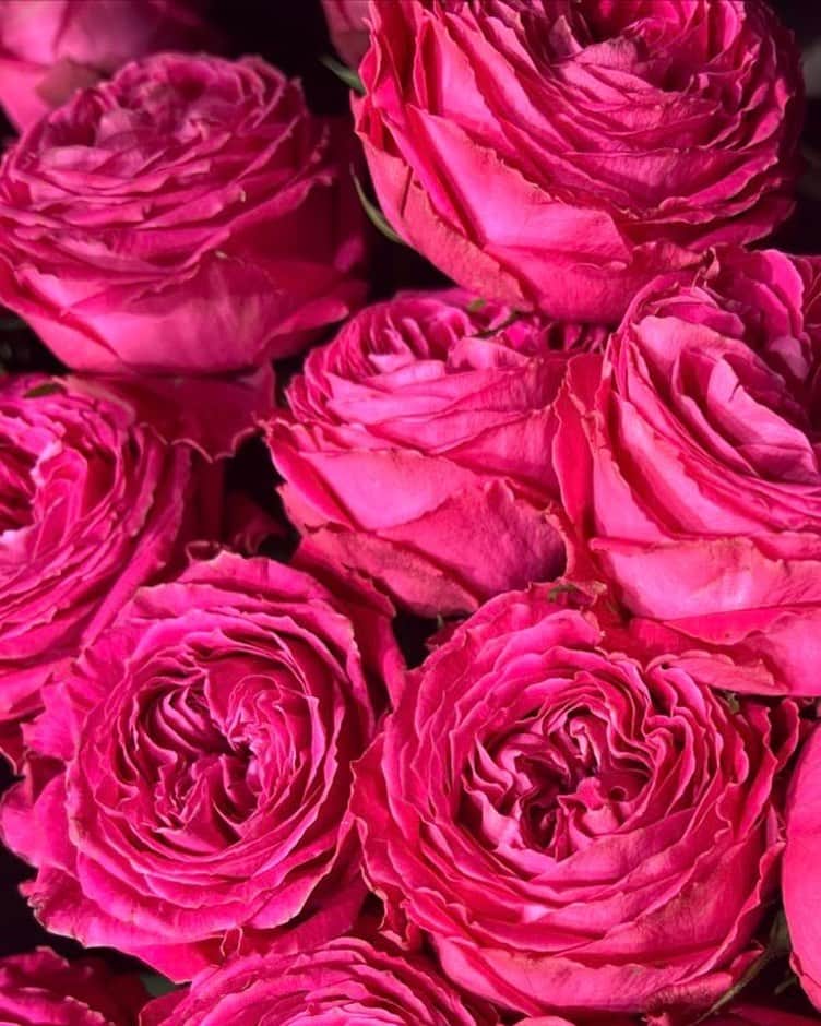 宮村ななこのインスタグラム：「Rose.  #rose  #flower  #flowers  #flowerphotography  #flowerstagram  #photo  #photography  #photooftheday  #薔薇  #写真」