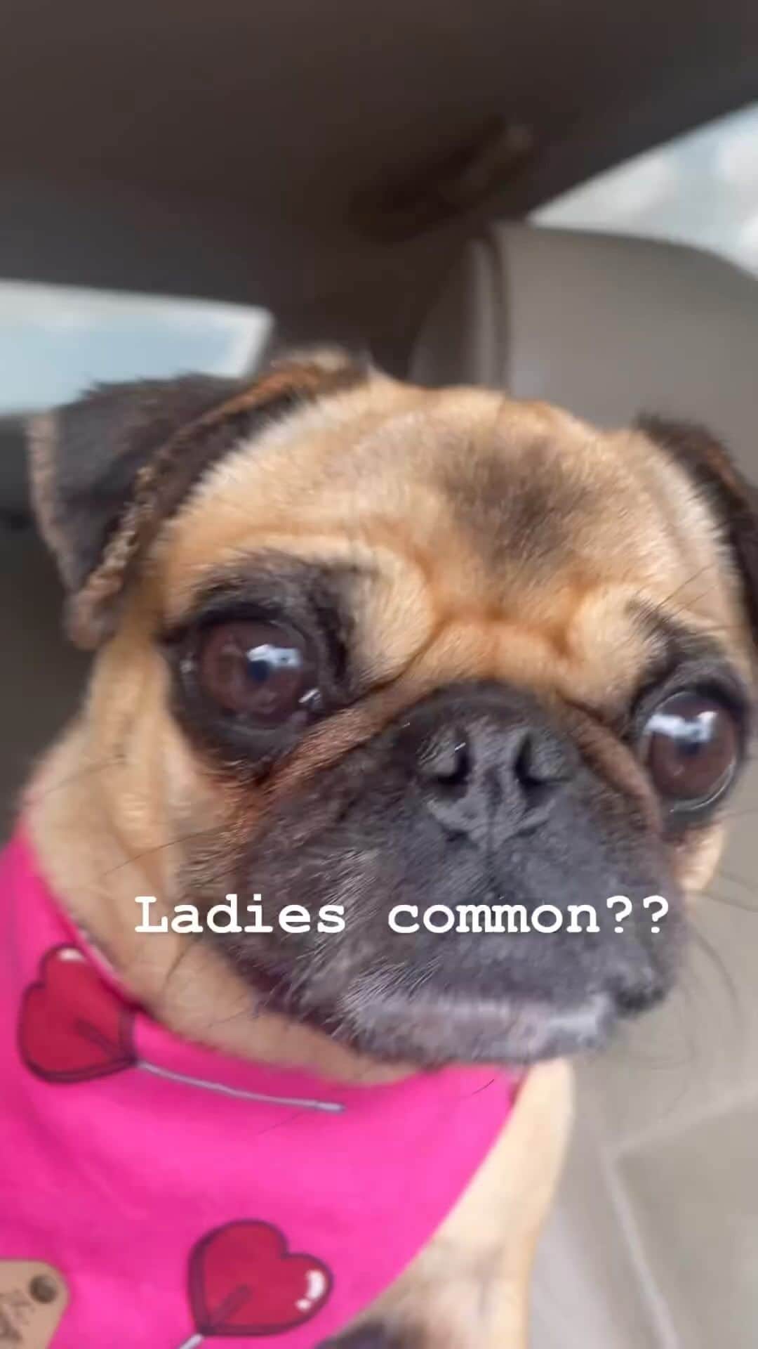 pugsofinstagramのインスタグラム：「💕💕⚡️⚡️@roachjelly !!」