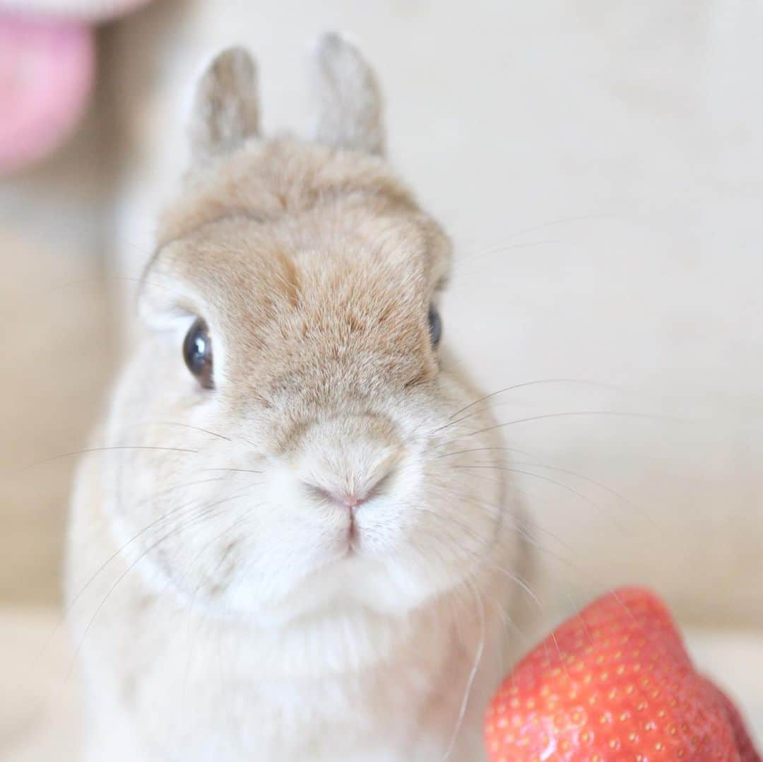 うー & なー ❤️ウチムラさんのインスタグラム写真 - (うー & なー ❤️ウチムラInstagram)「* ドスコイ！！ アンちゃん、先日６歳お誕生日でした🌸 気づいたらシニア〜💦 お腹こわすことはあるけど なんだかんだで特に病気する事なく元気です♪ 相変わらずオデコの上も、草むらの様です😂  すっかり、なんとかたま〜に投稿する専門に なってしまいタイムライン読めてませんが💦 一方的でごめんなさい😭 ぼちぼちみていただければ嬉しいです🌙」2月19日 23時30分 - uu_una_mina