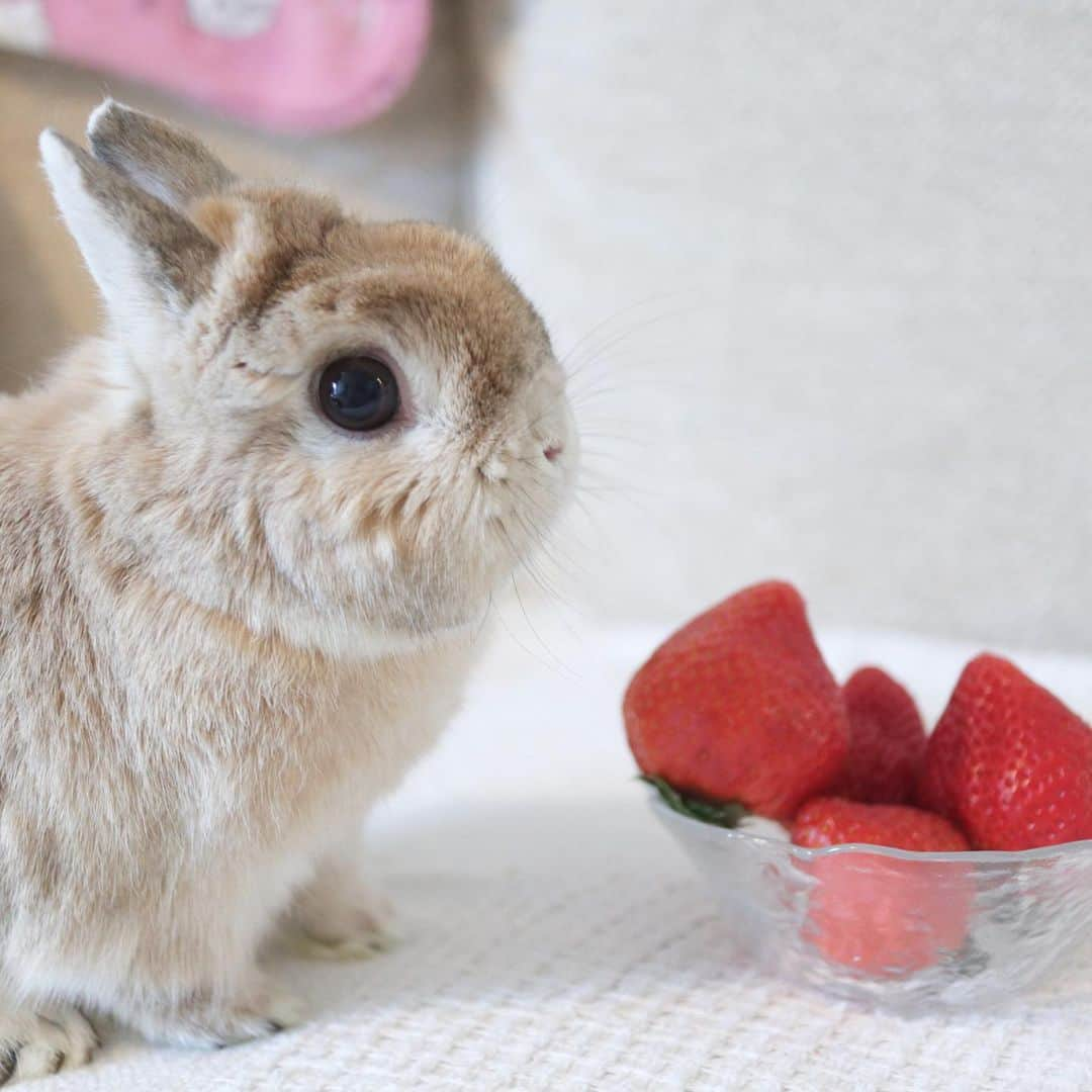 うー & なー ❤️ウチムラさんのインスタグラム写真 - (うー & なー ❤️ウチムラInstagram)「* ドスコイ！！ アンちゃん、先日６歳お誕生日でした🌸 気づいたらシニア〜💦 お腹こわすことはあるけど なんだかんだで特に病気する事なく元気です♪ 相変わらずオデコの上も、草むらの様です😂  すっかり、なんとかたま〜に投稿する専門に なってしまいタイムライン読めてませんが💦 一方的でごめんなさい😭 ぼちぼちみていただければ嬉しいです🌙」2月19日 23時30分 - uu_una_mina