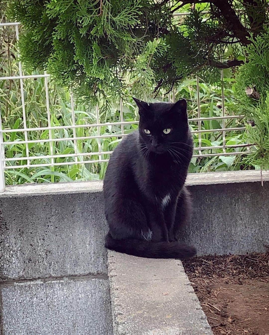 末永百合恵さんのインスタグラム写真 - (末永百合恵Instagram)「Chat noir.🐈‍⬛  #綺麗#猫#黒猫#chat#noir#」2月19日 23時58分 - yurie__suenaga