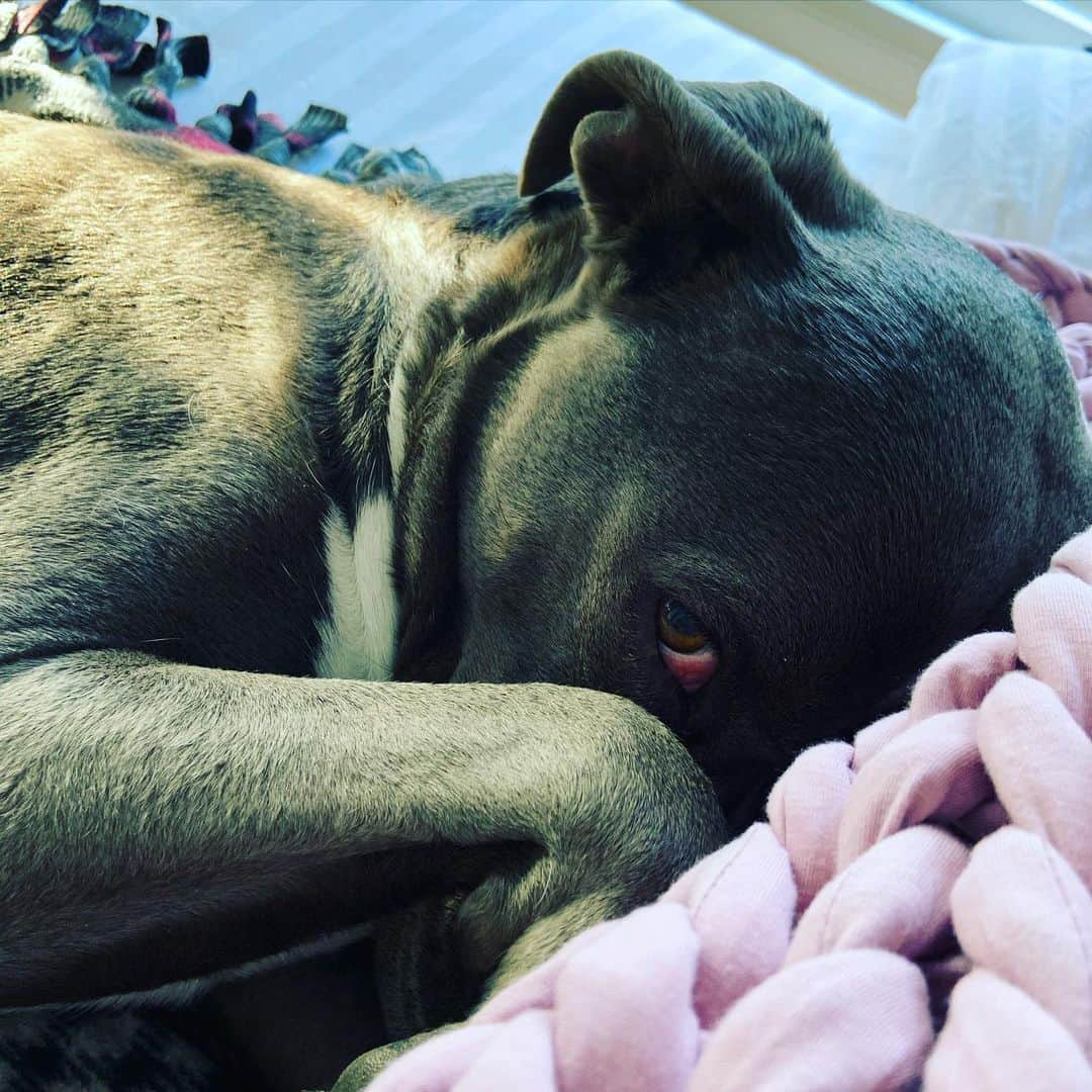 レイチェル・ニコルズのインスタグラム：「Mom, you never let me sleep in bed, so when you do let me sleep in bed…I am not getting out. Not ever. Go away. I do have to pee, but I will hold it. Forever.」