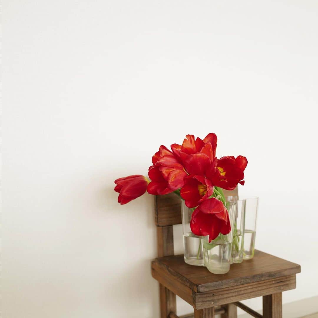 古谷有美のインスタグラム：「🌷 近所にあるスーパーの中の花屋さんで、 お手頃だったチューリップ。 元気なおばあちゃんが一本おまけしてくれた。 砂糖をちょっと入れてあげたら長持ちするからね！やってみなさい！ ...とのことです🫡🫡🫡  #先人の知恵  #alvaraalto」
