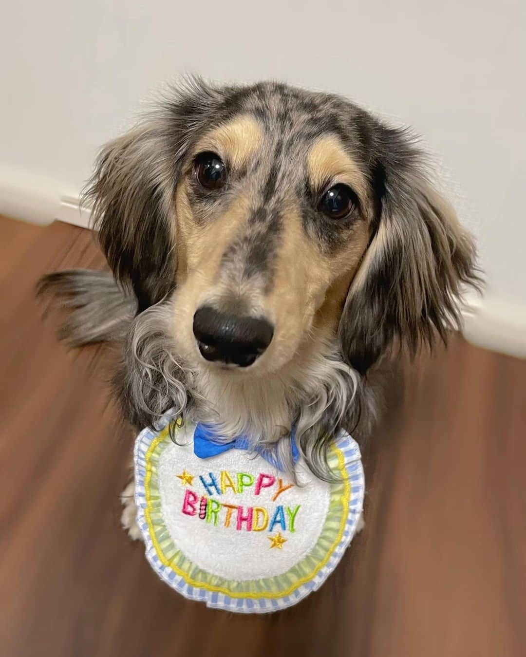 菖蒲まりんさんのインスタグラム写真 - (菖蒲まりんInstagram)「✧︎ ⁡ ‪‪ごましおくん1さい🐶🎂 ⁡ 1年間、体調壊すこと無く健康に大きく育ってくれてありがとう♡これからもよろしくね♩  さっそくサッカーボール⚽気に入ってくれた︎^_^☆  ✧︎ ⁡  #犬のいる暮らし  #犬 #犬好きな人と繋がりたい  #犬のいる生活  #犬の気持ち  #ダックス #ミニチュアダックスフンド  #ダックスフント  #シルバーダップル #誕生日 #dogstagram  #dog#Happybirthday #1歳  #おめでとう #🐶 #🎂 #🎉 #ごましおくん #🍙 #ダックスフントフェス2023」2月20日 15時29分 - marin_nonfic