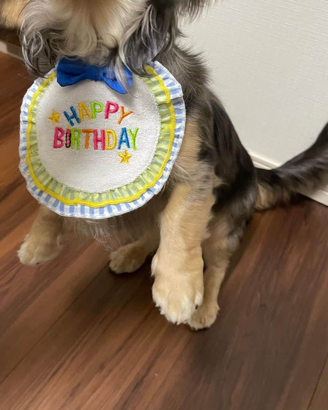 菖蒲まりんさんのインスタグラム写真 - (菖蒲まりんInstagram)「✧︎ ⁡ ‪‪ごましおくん1さい🐶🎂 ⁡ 1年間、体調壊すこと無く健康に大きく育ってくれてありがとう♡これからもよろしくね♩  さっそくサッカーボール⚽気に入ってくれた︎^_^☆  ✧︎ ⁡  #犬のいる暮らし  #犬 #犬好きな人と繋がりたい  #犬のいる生活  #犬の気持ち  #ダックス #ミニチュアダックスフンド  #ダックスフント  #シルバーダップル #誕生日 #dogstagram  #dog#Happybirthday #1歳  #おめでとう #🐶 #🎂 #🎉 #ごましおくん #🍙 #ダックスフントフェス2023」2月20日 15時29分 - marin_nonfic