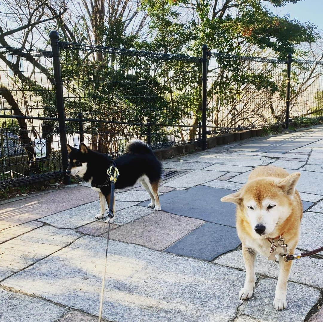 花田美恵子のインスタグラム：「ぺこちゃんは10歳の女の子🤎  柴・距離いいね👍  #tokyolifestyle #goodmorning #shibainu #nicetomeetyou #kawaii  #柴犬 #豆柴 #ぺこちゃん #カイくん #柴距離 #柴ディスタンス笑」