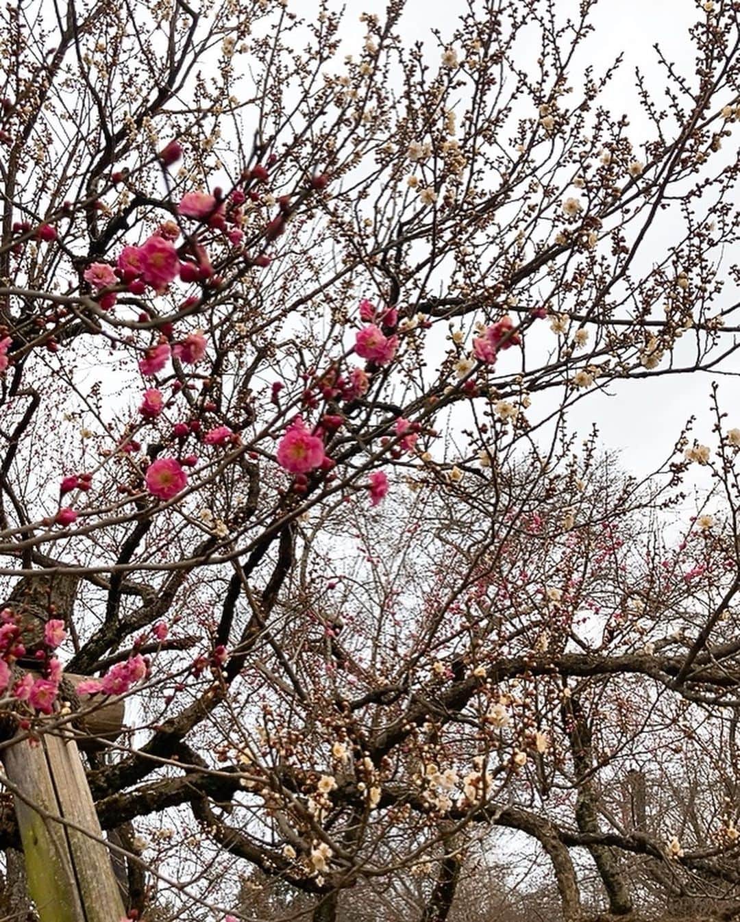 佐藤千晶さんのインスタグラム写真 - (佐藤千晶Instagram)「梅の花、きれいだったなあ。 梅の香りがふわっと舞っていて 気持ちよかった〜。 偕楽園は春の香りに 包まれていましたよ🌸  100品種、3000本の梅の木が植えられていますので、ぜひ皆さんも「推しの梅の花」探してみてくださいね！  私はおすすめしていただいた「月影」の花が凛とした愛らしさで「推し」になりました。 写真一枚目の梅です。  開花状況は例年より早く、 一昨日の取材時点で およそ4割とのことでした。 昨日もあたたかかったので より開いているかもしれませんね。  第127回「#水戸の梅まつり」は 3月19日まで開催しています😊  全国梅酒まつりや花火の打ち上げ、納豆の早食い世界大会、俳句大会、野点など、イベント盛りだくさんです。 詳しくは偕楽園のHPをチェックしてみてくださいね。  #BlueOcean #tokyofm  #ちょい旅プラス #ラジオ  #梅の花 #偕楽園 #日本三名園 #弘道館 #花 #イベント  #アナウンサー #ラジオパーソナリティ #リポーター #佐藤千晶」2月20日 11時49分 - satochiaki125