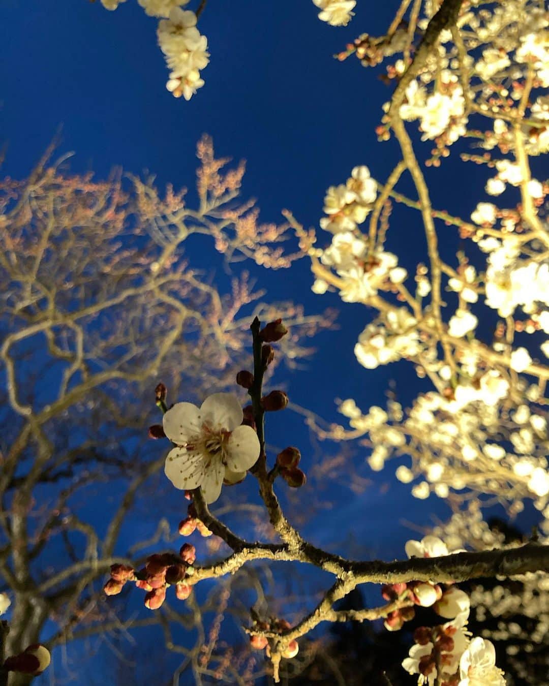 佐藤千晶さんのインスタグラム写真 - (佐藤千晶Instagram)「梅の花、きれいだったなあ。 梅の香りがふわっと舞っていて 気持ちよかった〜。 偕楽園は春の香りに 包まれていましたよ🌸  100品種、3000本の梅の木が植えられていますので、ぜひ皆さんも「推しの梅の花」探してみてくださいね！  私はおすすめしていただいた「月影」の花が凛とした愛らしさで「推し」になりました。 写真一枚目の梅です。  開花状況は例年より早く、 一昨日の取材時点で およそ4割とのことでした。 昨日もあたたかかったので より開いているかもしれませんね。  第127回「#水戸の梅まつり」は 3月19日まで開催しています😊  全国梅酒まつりや花火の打ち上げ、納豆の早食い世界大会、俳句大会、野点など、イベント盛りだくさんです。 詳しくは偕楽園のHPをチェックしてみてくださいね。  #BlueOcean #tokyofm  #ちょい旅プラス #ラジオ  #梅の花 #偕楽園 #日本三名園 #弘道館 #花 #イベント  #アナウンサー #ラジオパーソナリティ #リポーター #佐藤千晶」2月20日 11時49分 - satochiaki125
