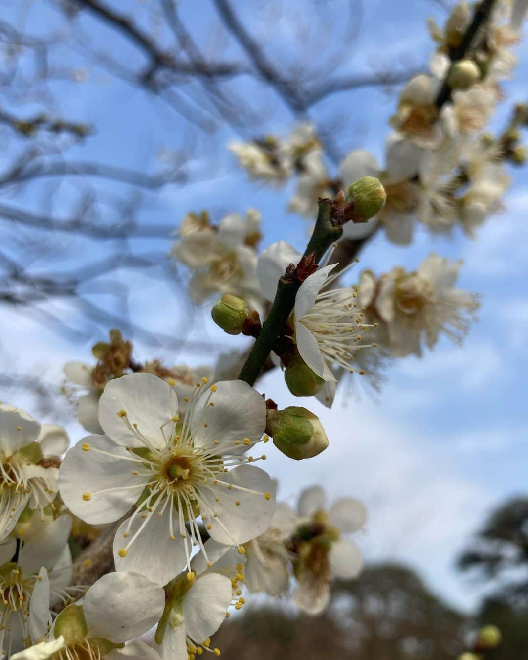 佐藤千晶のインスタグラム：「梅の花、きれいだったなあ。 梅の香りがふわっと舞っていて 気持ちよかった〜。 偕楽園は春の香りに 包まれていましたよ🌸  100品種、3000本の梅の木が植えられていますので、ぜひ皆さんも「推しの梅の花」探してみてくださいね！  私はおすすめしていただいた「月影」の花が凛とした愛らしさで「推し」になりました。 写真一枚目の梅です。  開花状況は例年より早く、 一昨日の取材時点で およそ4割とのことでした。 昨日もあたたかかったので より開いているかもしれませんね。  第127回「#水戸の梅まつり」は 3月19日まで開催しています😊  全国梅酒まつりや花火の打ち上げ、納豆の早食い世界大会、俳句大会、野点など、イベント盛りだくさんです。 詳しくは偕楽園のHPをチェックしてみてくださいね。  #BlueOcean #tokyofm  #ちょい旅プラス #ラジオ  #梅の花 #偕楽園 #日本三名園 #弘道館 #花 #イベント  #アナウンサー #ラジオパーソナリティ #リポーター #佐藤千晶」