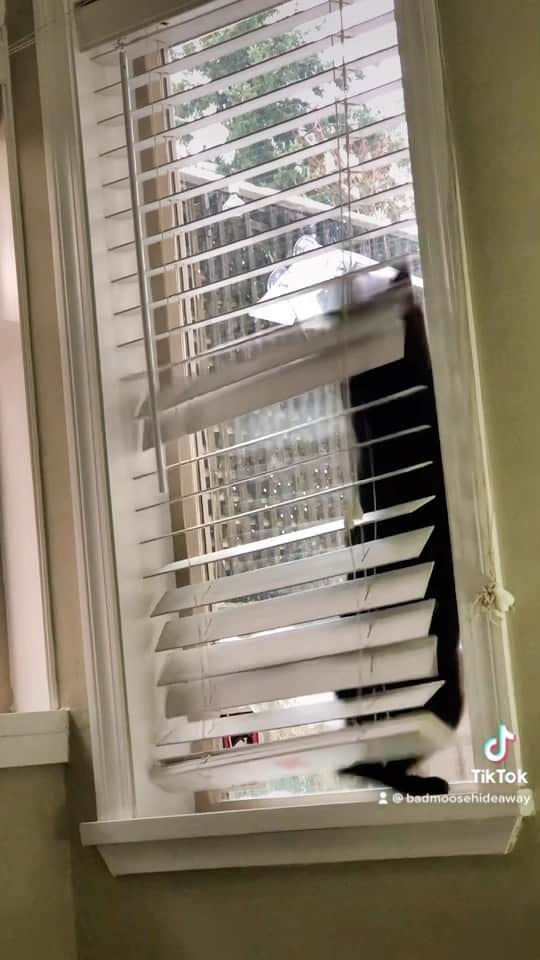 The Cats Of Instagramのインスタグラム：「@paw_mccartney Vs. Bird」