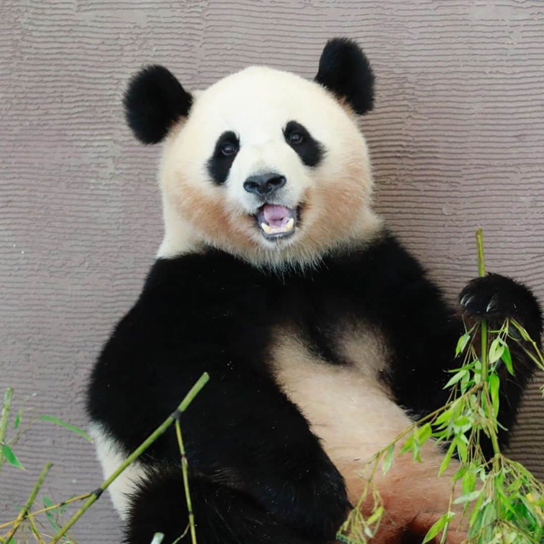パンダ（白浜）さんのインスタグラム写真 - (パンダ（白浜）Instagram)「Thanks, Love, Origin of HELLO PANDA #桜浜 #桃浜　🌸🍑 #cutepanda #giantpanda #ジャイアントパンダ　#赤ちゃん #baby #funny #panda #パンダ #pandababy #pandas #cute #animal #animals #zoo #baby #love #adventureworld #アドベンチャーワールド ⭐︎ #pandamentalcosplay」2月21日 0時18分 - hellopanda_book