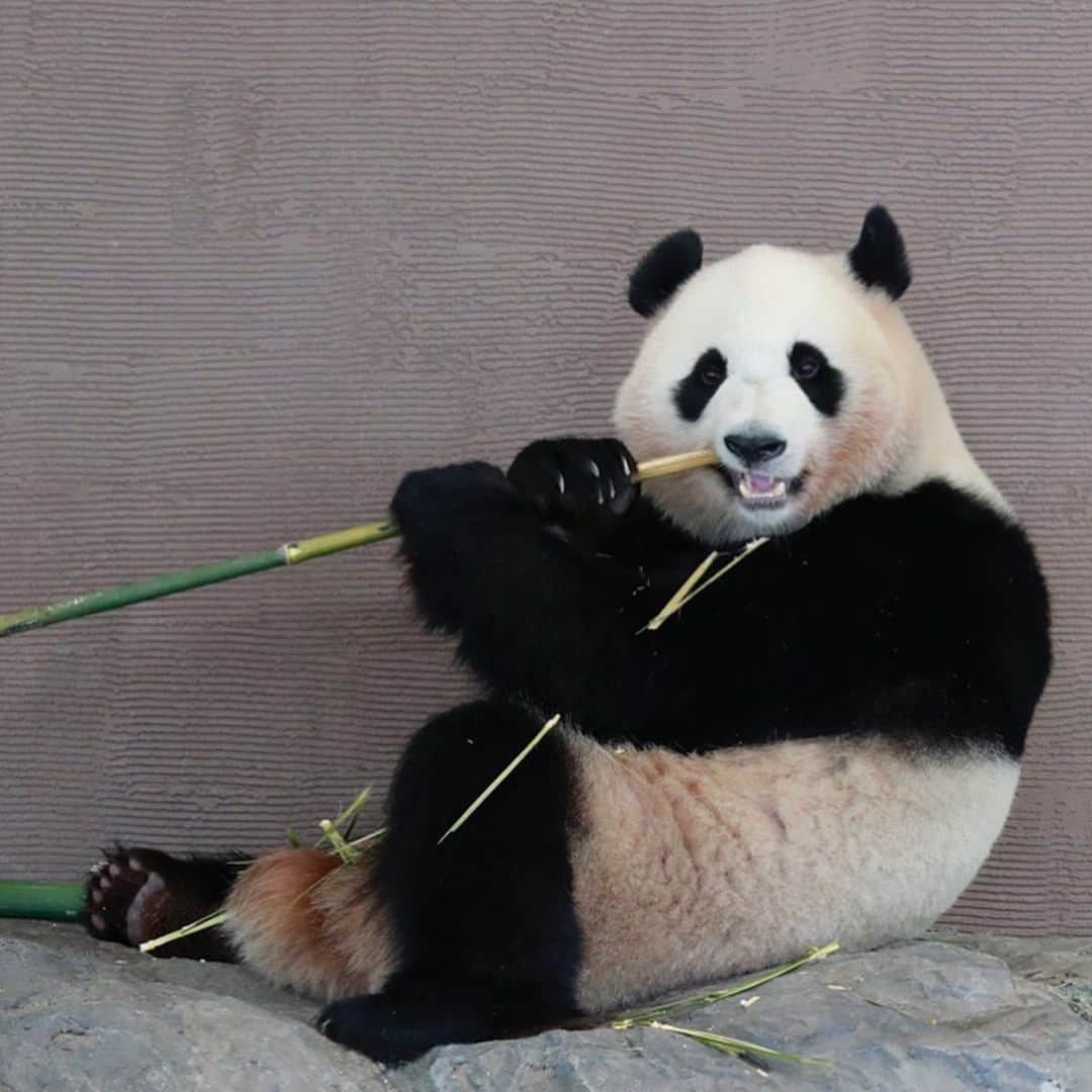 パンダ（白浜）さんのインスタグラム写真 - (パンダ（白浜）Instagram)「Thanks, Love, Origin of HELLO PANDA #桜浜 #桃浜　🌸🍑 #cutepanda #giantpanda #ジャイアントパンダ　#赤ちゃん #baby #funny #panda #パンダ #pandababy #pandas #cute #animal #animals #zoo #baby #love #adventureworld #アドベンチャーワールド ⭐︎ #pandamentalcosplay」2月21日 0時18分 - hellopanda_book