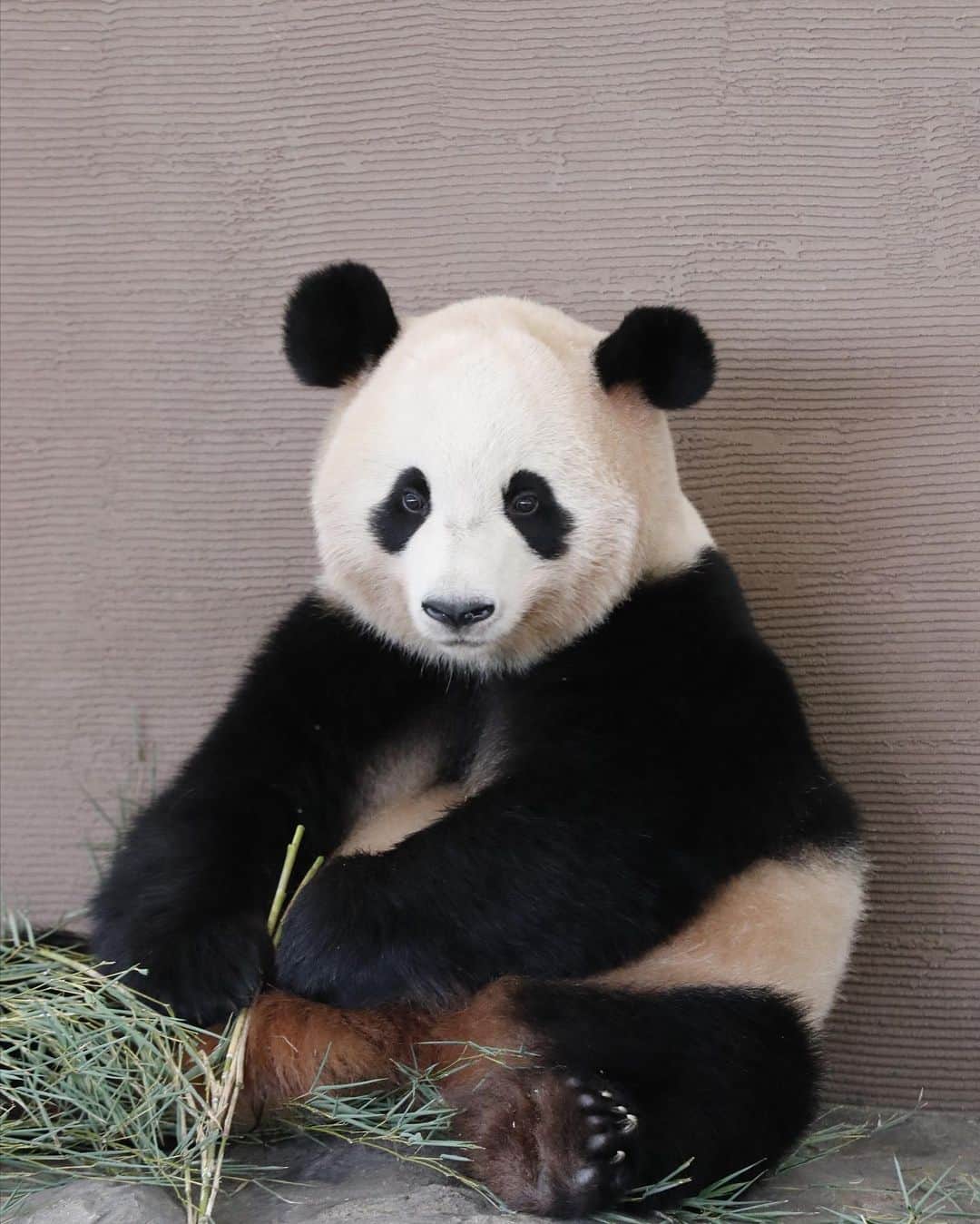 パンダ（白浜）さんのインスタグラム写真 - (パンダ（白浜）Instagram)「Thanks, Love, Origin of HELLO PANDA #桜浜 #桃浜　🌸🍑 #cutepanda #giantpanda #ジャイアントパンダ　#赤ちゃん #baby #funny #panda #パンダ #pandababy #pandas #cute #animal #animals #zoo #baby #love #adventureworld #アドベンチャーワールド ⭐︎ #pandamentalcosplay」2月21日 0時20分 - hellopanda_book