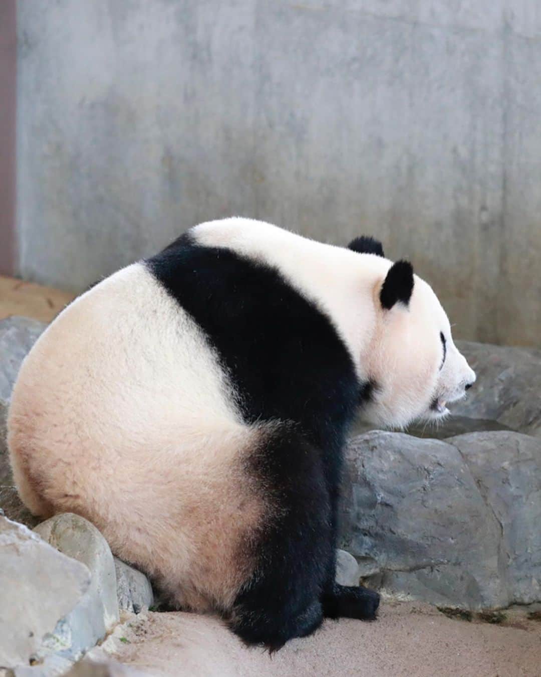 パンダ（白浜）さんのインスタグラム写真 - (パンダ（白浜）Instagram)「Thanks, Love, Origin of HELLO PANDA #桜浜 #桃浜　🌸🍑 #cutepanda #giantpanda #ジャイアントパンダ　#赤ちゃん #baby #funny #panda #パンダ #pandababy #pandas #cute #animal #animals #zoo #baby #love #adventureworld #アドベンチャーワールド ⭐︎ #pandamentalcosplay」2月21日 0時20分 - hellopanda_book