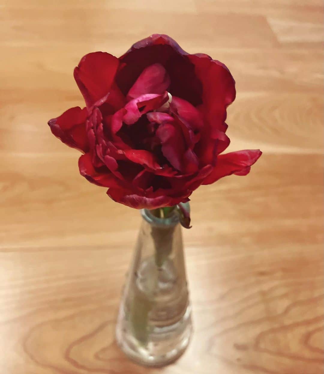 牧山純子さんのインスタグラム写真 - (牧山純子Instagram)「先日のコットンクラブのリリースライブにいただいた布袋寅泰さんからのお花💖 とても綺麗な紫のお花たちは元気に咲き続け、我が家は春の香りに包まれています！ 蕾で完成していたアレンジメントから飛び出したチューリップたちは花瓶に移して楽しんでいます。ありがとうございます☺️✨  #flowers #tulips #花 #お花大好き #purple  #布袋寅泰  @hotei_official」2月20日 16時20分 - junko.violin1202