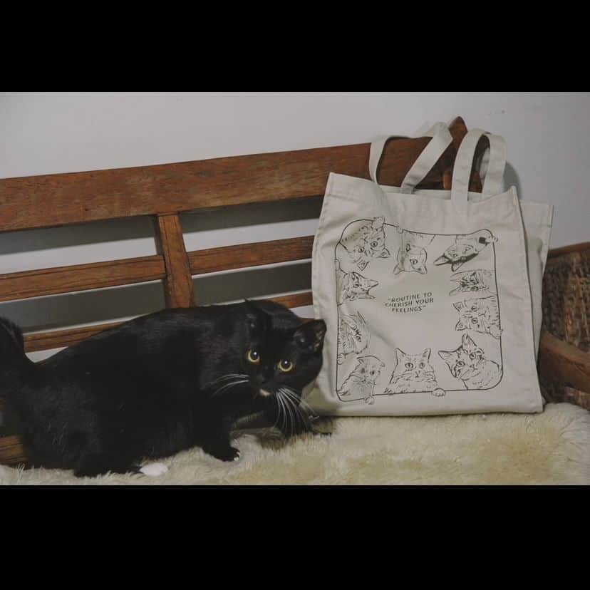 Cat's NapTimeのインスタグラム