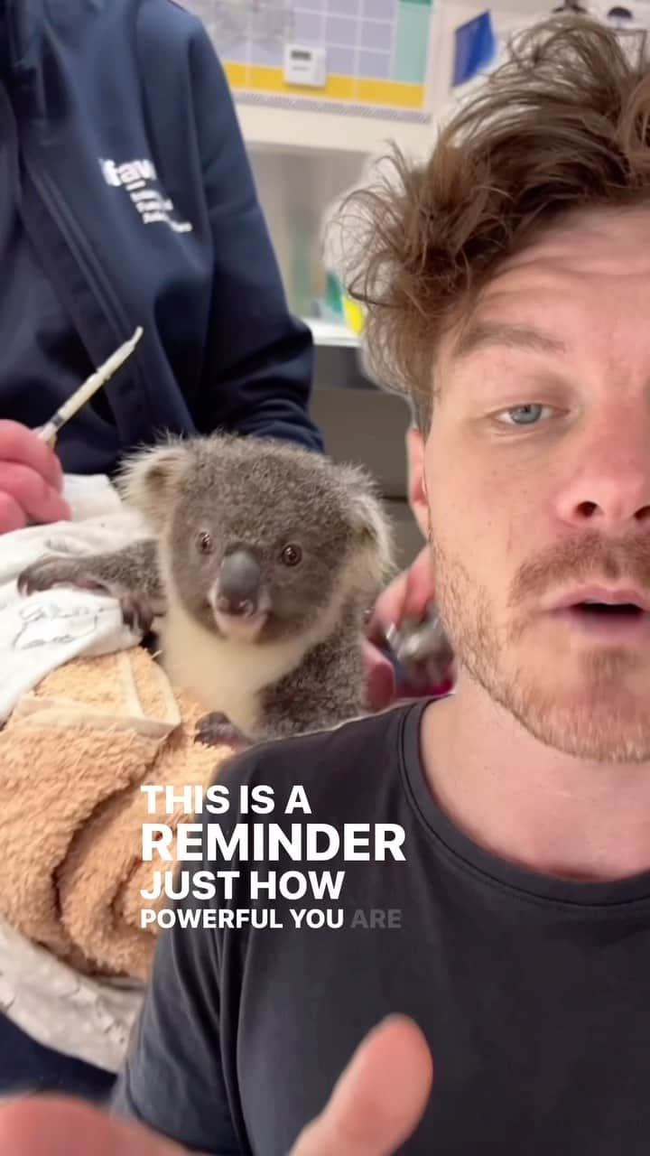 アラン・ディクソンのインスタグラム：「The sky’s the limit, anything’s possible in life. Here’s our example of reaching out to @friends_of_the_koala.  Go help koalas with @friends_of_the_koala   Most orgs always need help. Even in areas, they don’t advertise because they don’t even know they need help. Too busy running the ship. So you come along with the skills, reach out and say that you want to give your time and what you can help with. New experiences, new friends, more gratitude for you. 🐨🌿 #koala #wildlifevolunteering #babykoala #wildlife #australia #lismore #visitnsw」