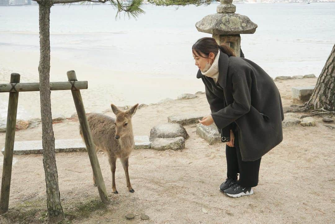 吉田友利恵のインスタグラム：「あっ、こんにちはーちょっと写真撮らせて貰っても良いですかー？って交渉したんだけど、ちょっと遠慮しときます感あるよねこれ。(笑) あーーー広島最高🍁宮島最高⛩ 本当にパワースポットだわぁ🤲」