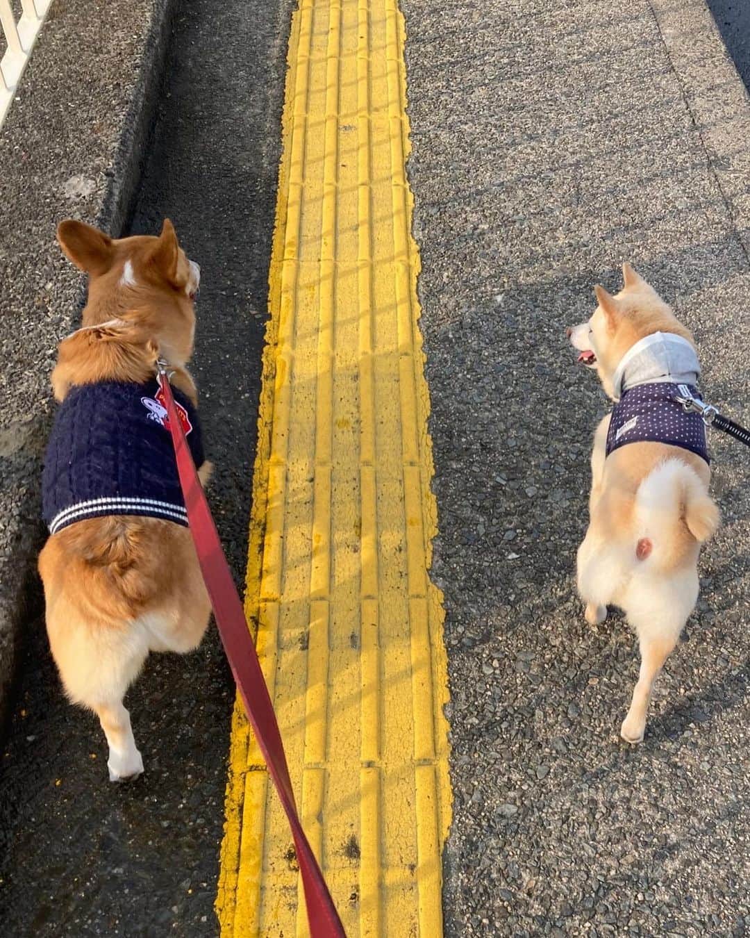 u-meK00000000 YUMIKO HORIKIRI ZUMBA さんのインスタグラム写真 - (u-meK00000000 YUMIKO HORIKIRI ZUMBA Instagram)「おさんぽの後に 麻婆豆腐会。  わんこ連れで、日曜日のディナーに いけるお店が田舎にはないのでカジュアルホームパーティー。  陳健一シェフレシピ 麻婆豆腐 はるさめ坦々麺スープをつくりましたよ。  食後には、「豊の秋」のあまざけ。  わんずたちと過ごせるしあわせ😉  #いぬのいる暮らし #いぬバカ部 #まめしば #コーギー #ホームパーティー #いなかぐらし」2月20日 18時43分 - yumikohorikiri