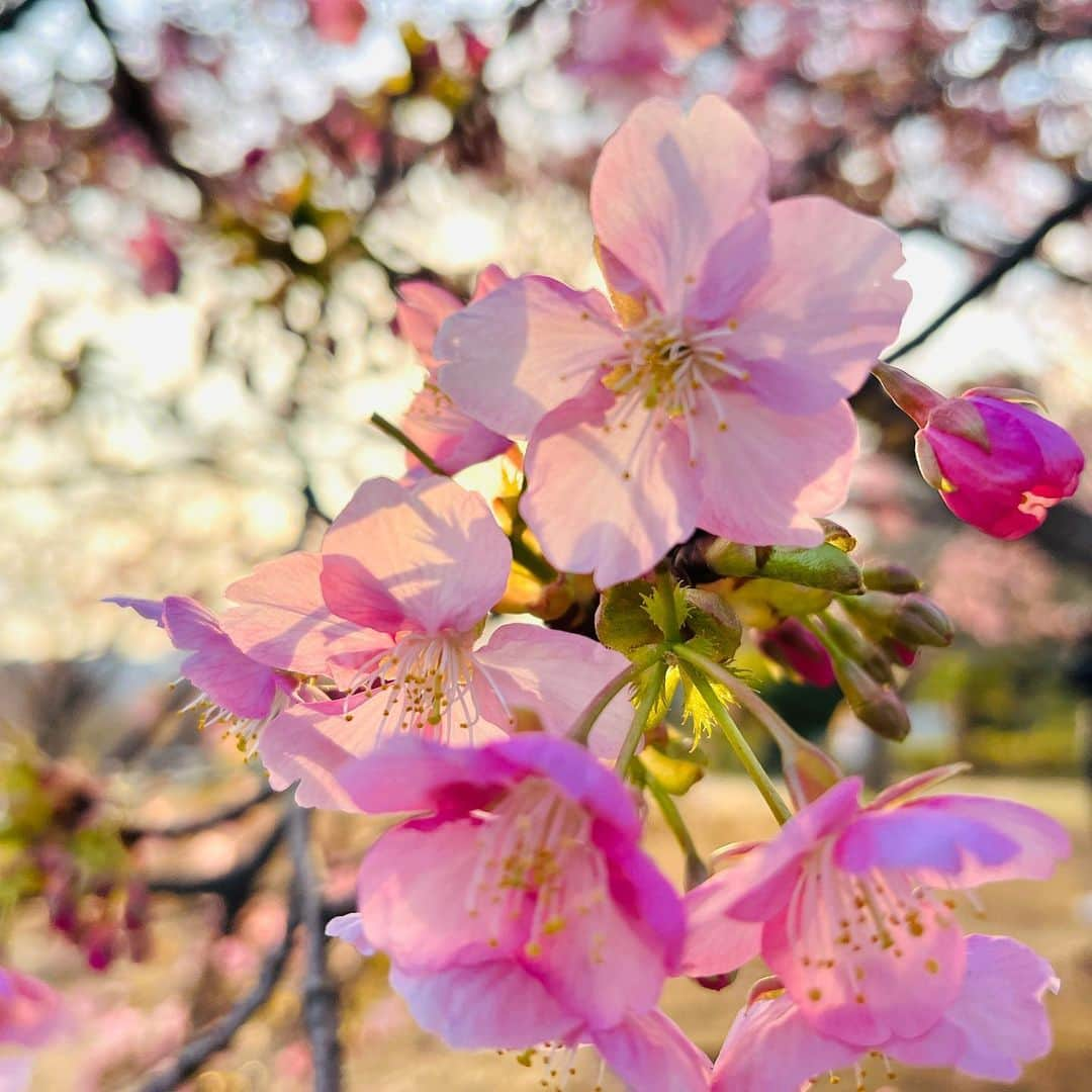 玉木宏さんのインスタグラム写真 - (玉木宏Instagram)「#sakura #2月20日 #tokyo  桜は咲いても まだまだ寒い日が続きますね あたたかくしてくださいね〜」2月20日 19時11分 - hiroshitamaki_official