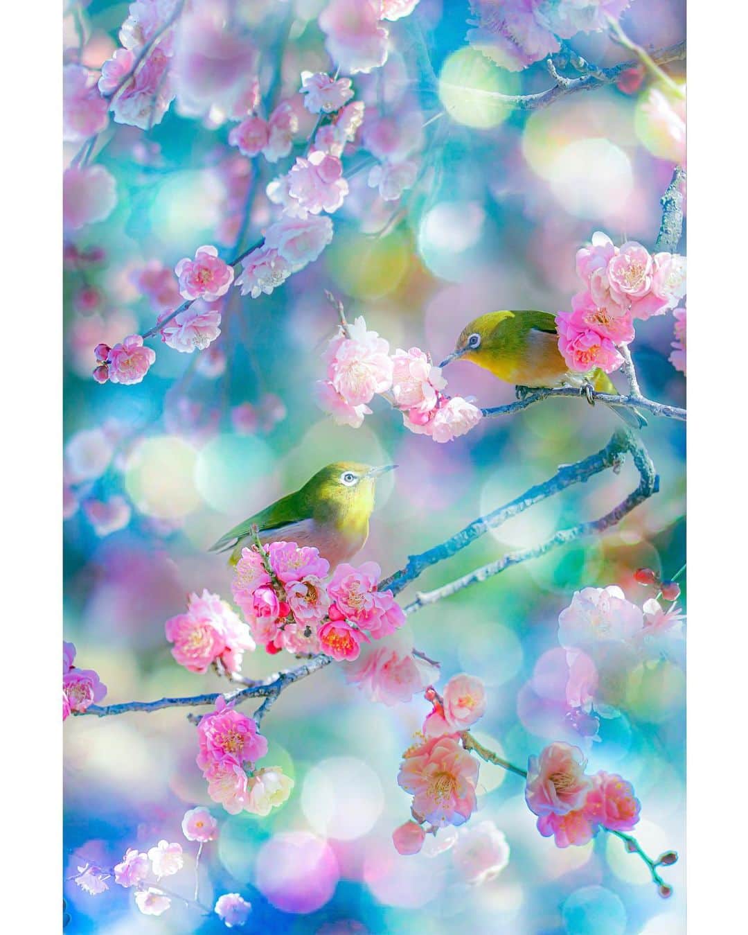 メグのん♡ A k i k oのインスタグラム：「🌸 . . . も　う　す　ぐ　春 . . . 🌸」