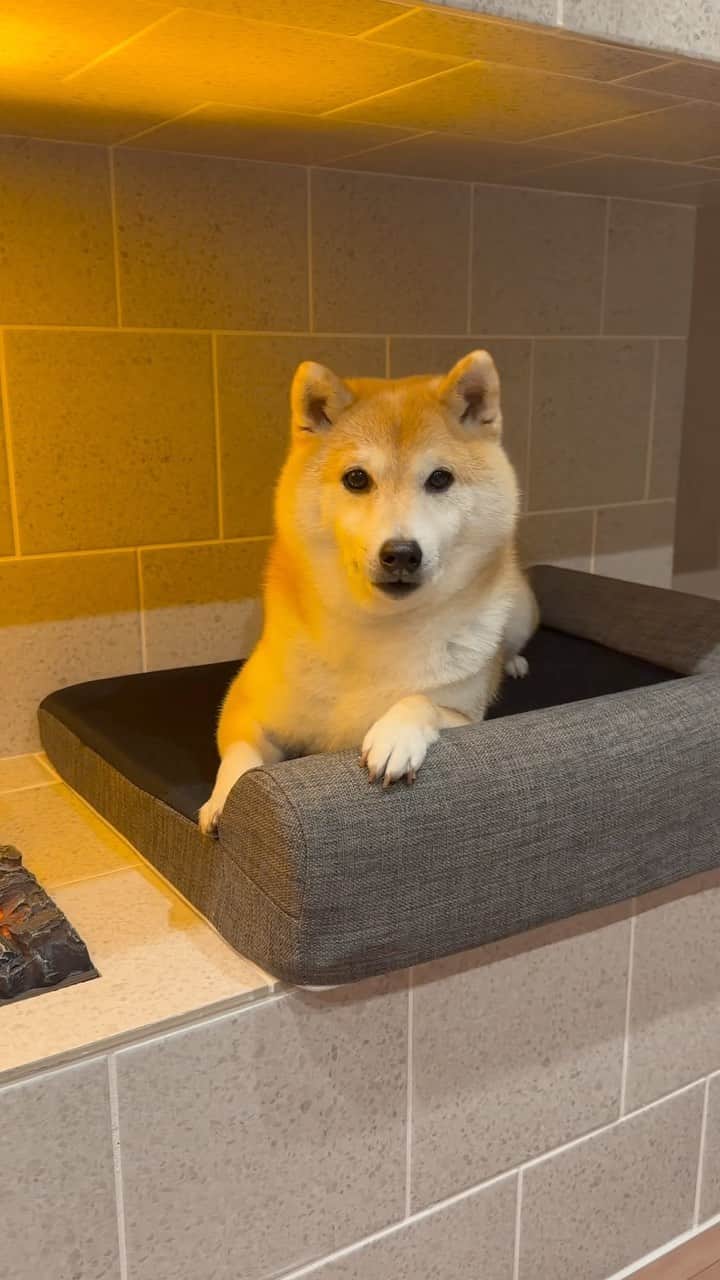 のインスタグラム：「気がつくともう、2月です🐶 ところで、だいふくはっていうと、 ほとんど寝るか モフモフしてるかなのですが、 気さくなRakutenSTAYさんに招待されて、 千葉県鴨川市にある RakutenSTAY VILLA鴨川になんと泊まってきたよ。 ペットも泊まれるお宿です。 リールで投稿してみたから、観てよね！  #PR #楽天ステイ #楽天ステイヴィラ鴨川 #rakutenstay  #shibainu #shiba #柴犬 #ホテル #宿泊 #ペットと泊まれる宿」