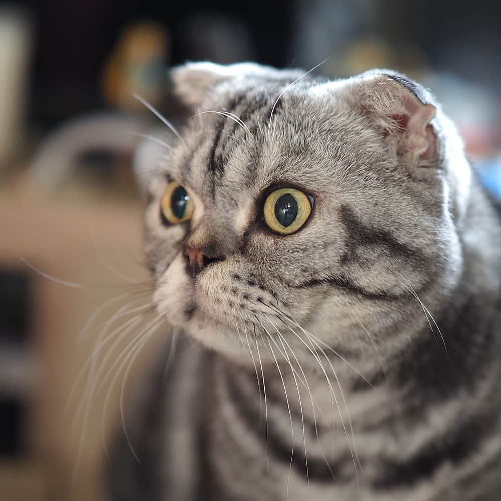 Shishi-maruのインスタグラム：「🐱ねこのきもちWEBMAGAZINE更新されました。間食への誘惑は、愛猫の鋭い視線が踏みとどまらせるお話です。お楽しみください。  【渋ネコししまるさん】#189｜ねこのきもちWEB MAGAZINE  https://cat.benesse.ne.jp/lovecat/content/?id=151152  🐱My essay about Shishi-maru is serialized in a weekly magazine.  ーーーーーーーーーーーーー 🌺「渋ネコ ししまるさん」ねこのきもちWEB MAGAZINE にて毎週金曜日エッセイの連載中 ーーーーーーーーーーー 📕「ぷっちねこ。」「3匹のちいさな猫を召喚できたなら」「ちいさな猫を召喚できたなら」徳間書店より単行本発売中 ーーーーーーーーーーー ⭐︎ねこ漫画→@tacos_cat 🌺Twitter →@taco_emonemon ーーーーーーーーーーー」