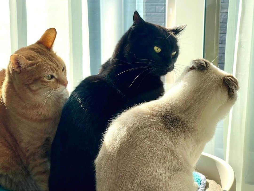 のインスタグラム：「写真でふた言み言 【#NyapponGrandPrix】 #猫Kumako #猫Chai #猫Guri #Bo_nyans #猫のいる暮らし」
