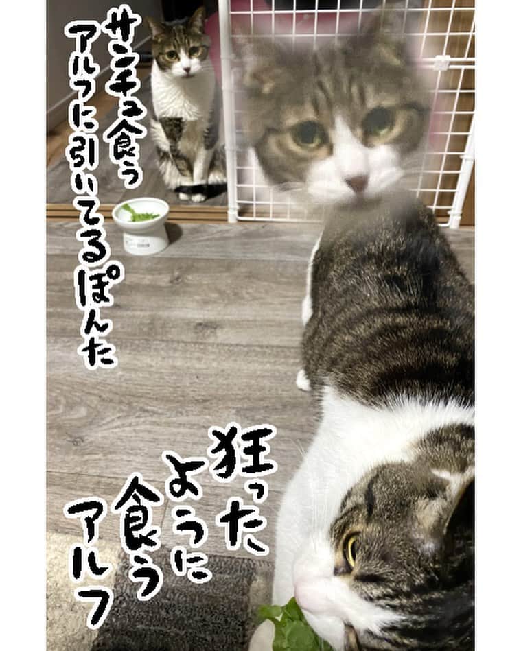 鴻池剛さんのインスタグラム写真 - (鴻池剛Instagram)「食の好みが違う猫2匹」2月20日 21時47分 - tsuyoshiwood