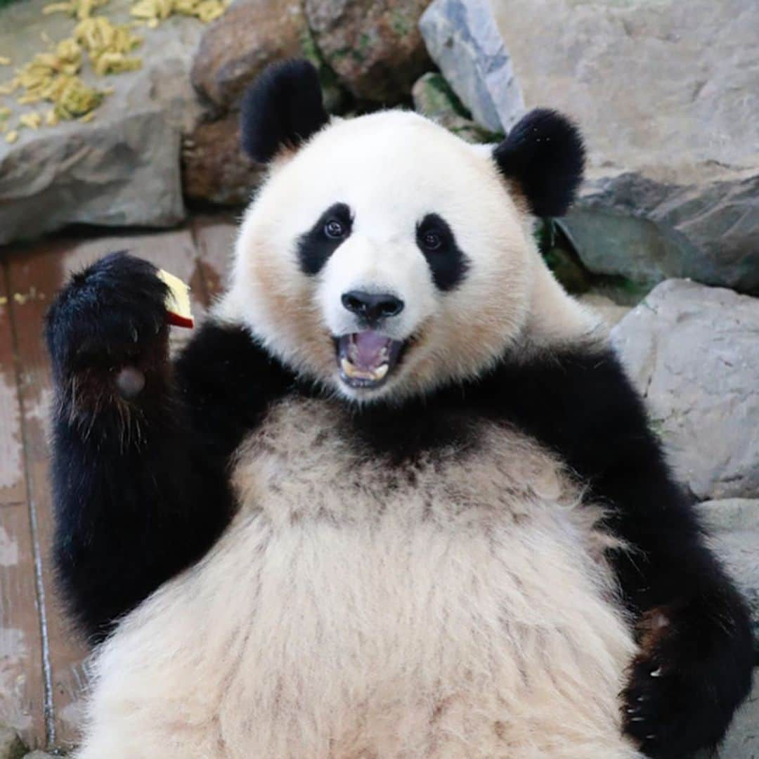 パンダ（白浜）さんのインスタグラム写真 - (パンダ（白浜）Instagram)「Thanks, Love, Origin of HELLO PANDA #桜浜 #桃浜　🌸🍑 #cutepanda #giantpanda #ジャイアントパンダ　#赤ちゃん #baby #funny #panda #パンダ #pandababy #pandas #cute #animal #animals #zoo #baby #love #adventureworld #アドベンチャーワールド ⭐︎ #pandamentalcosplay」2月20日 22時05分 - hellopanda_book