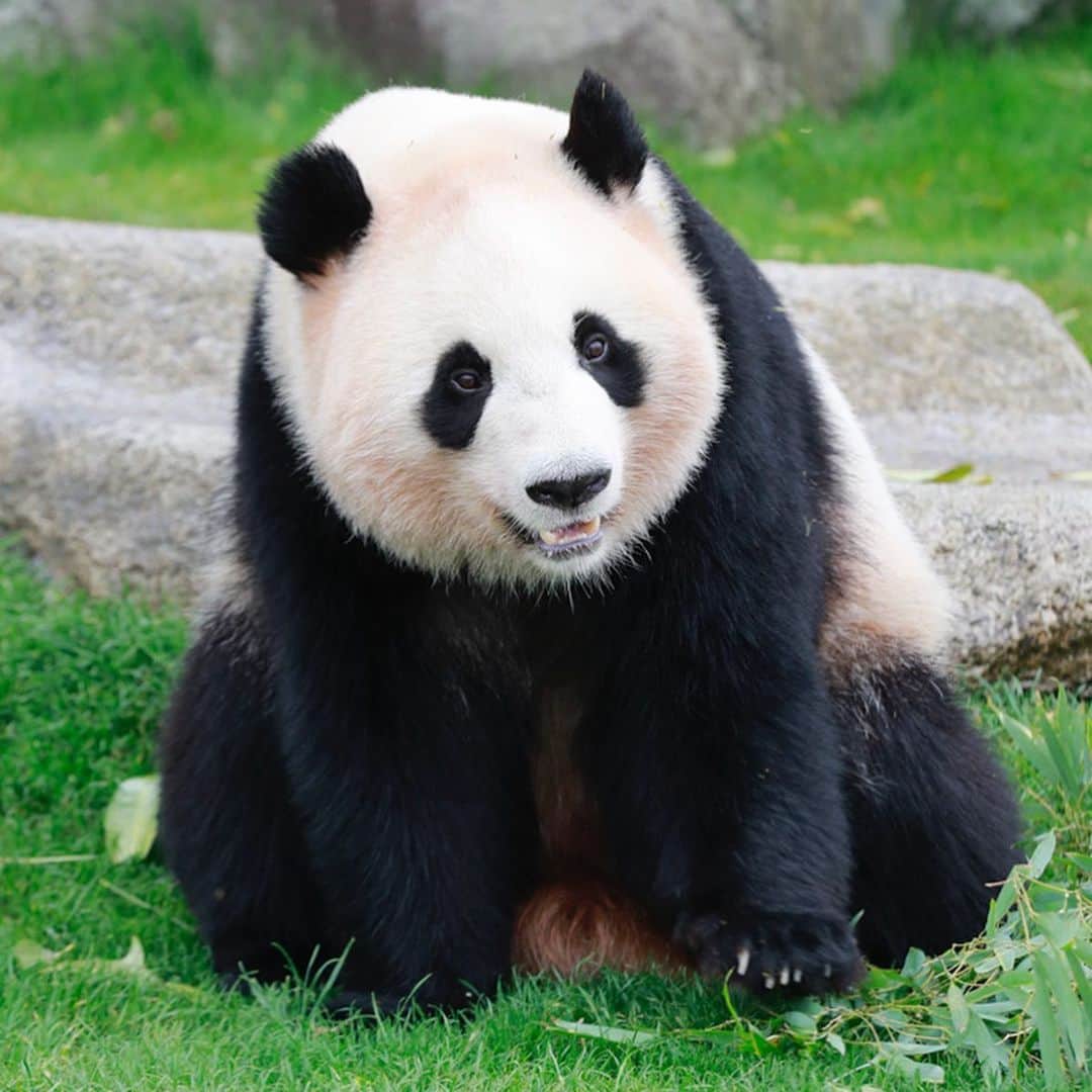 パンダ（白浜）さんのインスタグラム写真 - (パンダ（白浜）Instagram)「Thanks, Love, Origin of HELLO PANDA #桜浜 #桃浜　🌸🍑 #cutepanda #giantpanda #ジャイアントパンダ　#赤ちゃん #baby #funny #panda #パンダ #pandababy #pandas #cute #animal #animals #zoo #baby #love #adventureworld #アドベンチャーワールド ⭐︎ #pandamentalcosplay」2月20日 22時05分 - hellopanda_book