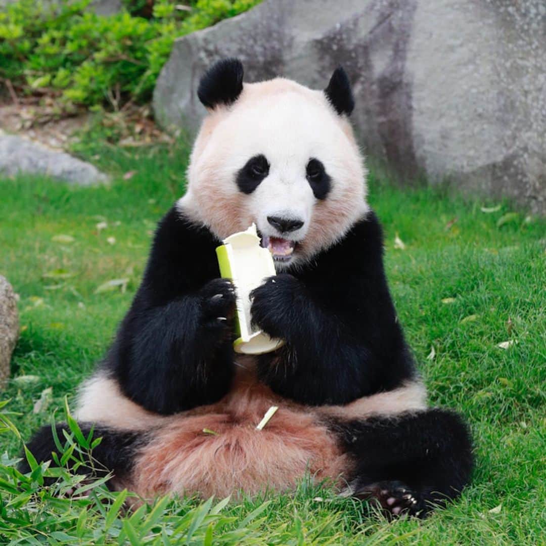 パンダ（白浜）さんのインスタグラム写真 - (パンダ（白浜）Instagram)「Thanks, Love, Origin of HELLO PANDA #桜浜 #桃浜　🌸🍑 #cutepanda #giantpanda #ジャイアントパンダ　#赤ちゃん #baby #funny #panda #パンダ #pandababy #pandas #cute #animal #animals #zoo #baby #love #adventureworld #アドベンチャーワールド ⭐︎ #pandamentalcosplay」2月20日 22時09分 - hellopanda_book