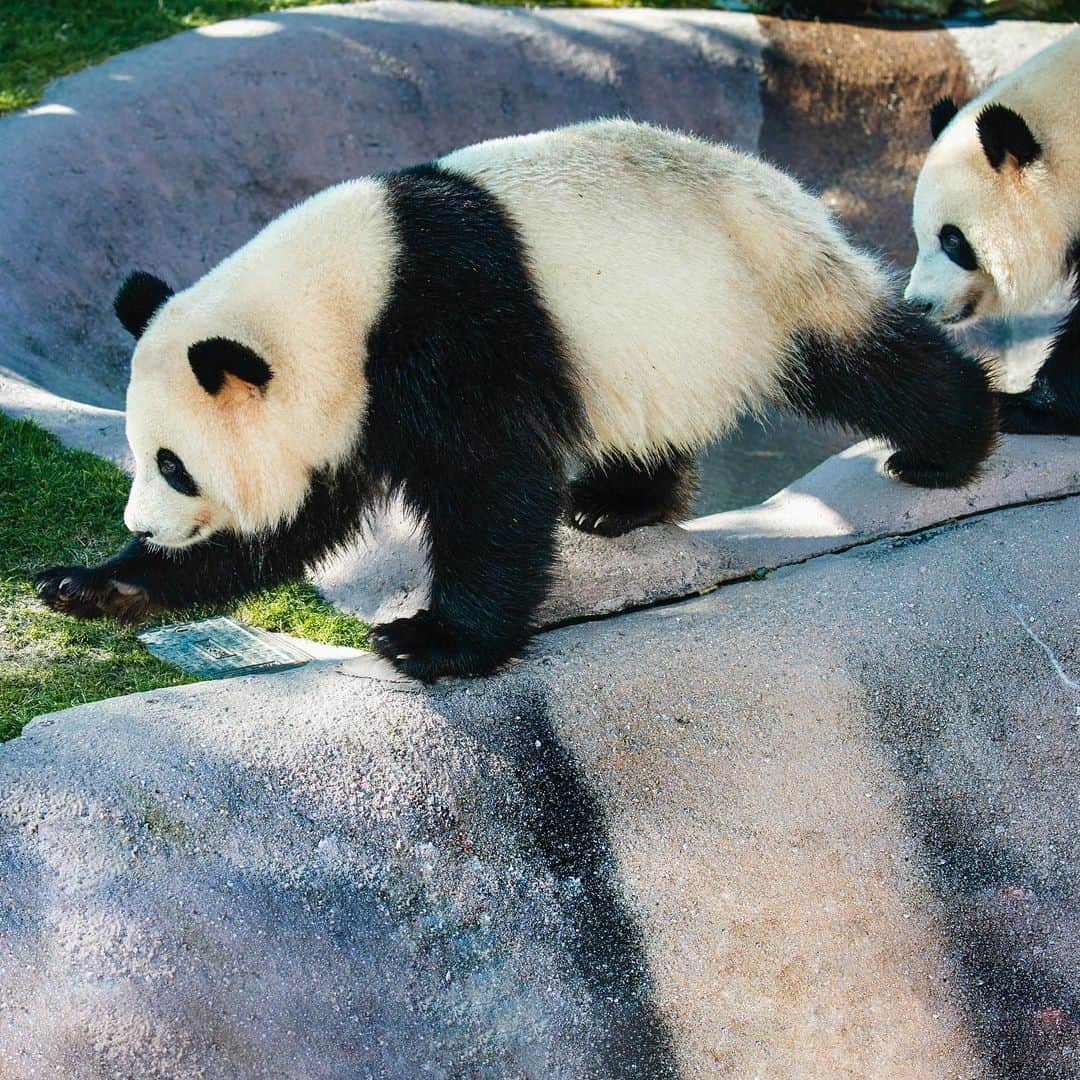 パンダ（白浜）さんのインスタグラム写真 - (パンダ（白浜）Instagram)「Thanks, Love, Origin of HELLO PANDA #桜浜 #桃浜　🌸🍑 #cutepanda #giantpanda #ジャイアントパンダ　#赤ちゃん #baby #funny #panda #パンダ #pandababy #pandas #cute #animal #animals #zoo #baby #love #adventureworld #アドベンチャーワールド ⭐︎ #pandamentalcosplay」2月20日 22時09分 - hellopanda_book