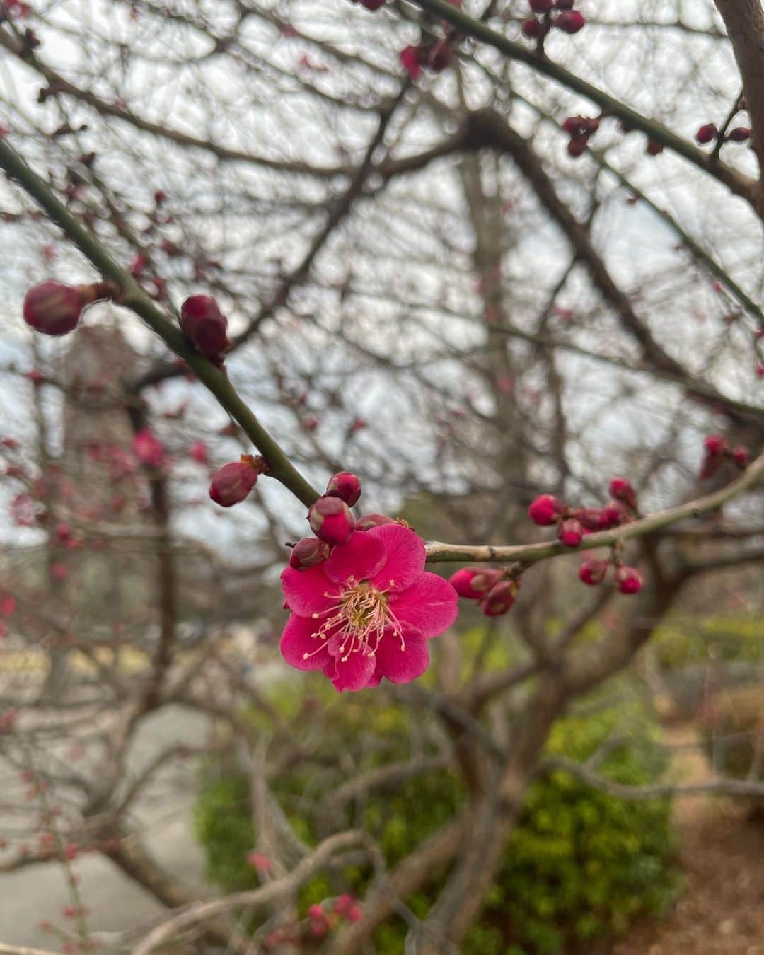 小泉エリのインスタグラム：「公園でお散歩中に、梅の花と出会い、春を感じることができました☺️ もう少しで桜の季節ですね🌸 去年の大阪場所は張り切って春服で行き、まさかの真冬並みの気温でめちゃくちゃ寒かった記憶があります🤣 春はうれしくなって張り切ってしまうので、気をつけないとです😅 でも楽しみ❤️ #春」