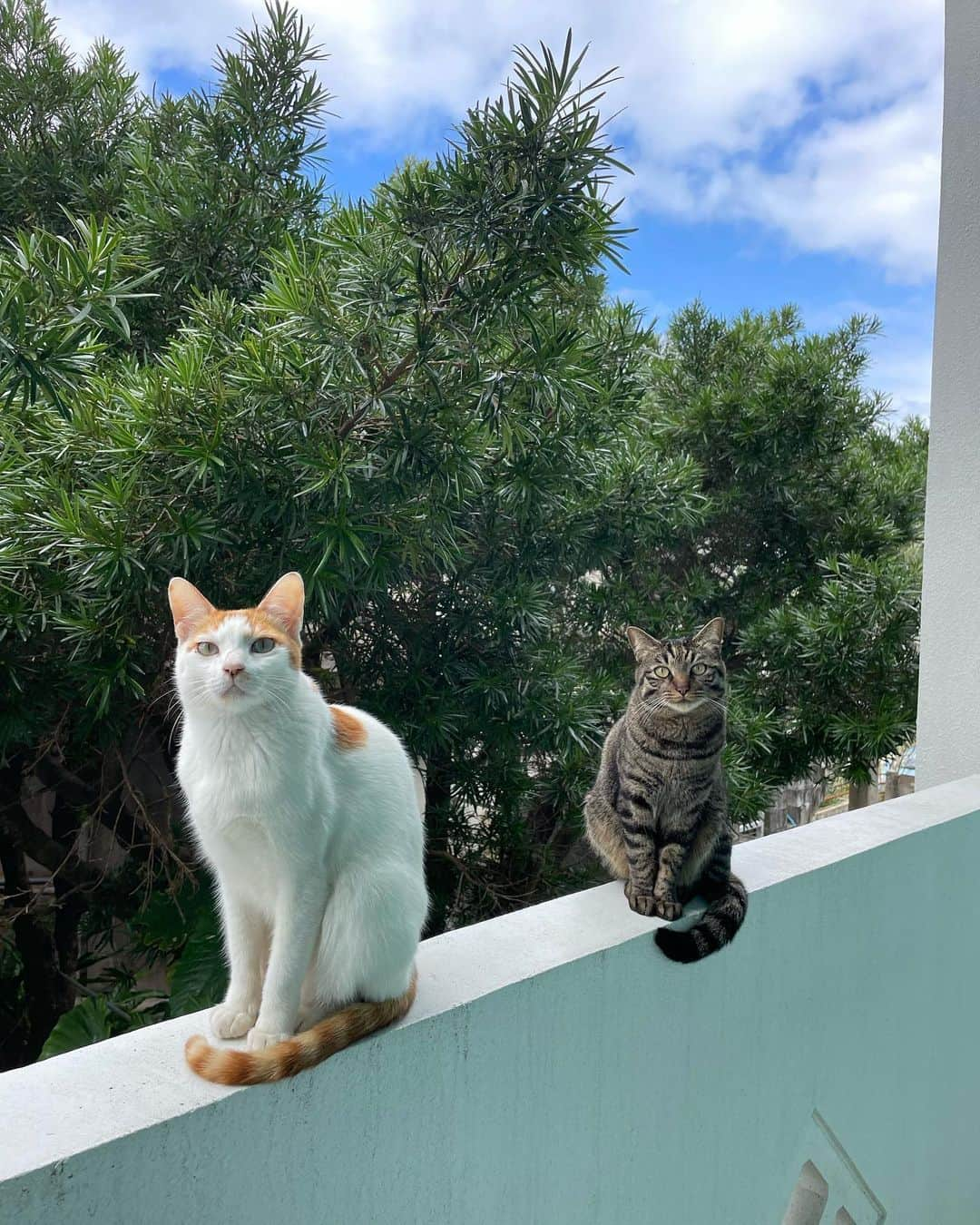 高木万平・心平のインスタグラム：「🐈😎  #宮古島」