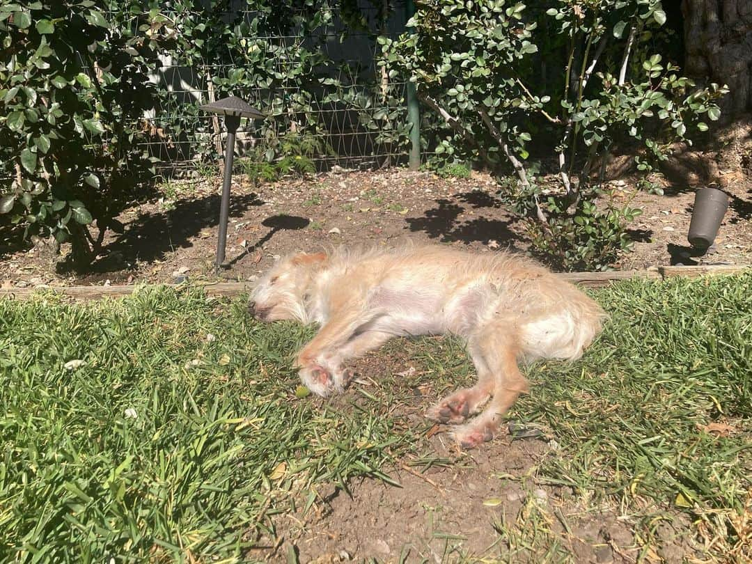 シーマス・デヴァーさんのインスタグラム写真 - (シーマス・デヴァーInstagram)「Fancy, comfy and plush dog beds will never compare to laying in the sun in this dirty little patch of my backyard where I can’t get grass to grow.」2月21日 5時59分 - seamuspatrickdever