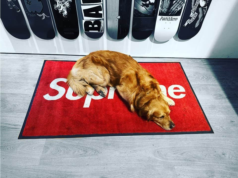 西藤俊哉のインスタグラム：「supreme dog🐕💤  #supreme  #supremeparis」