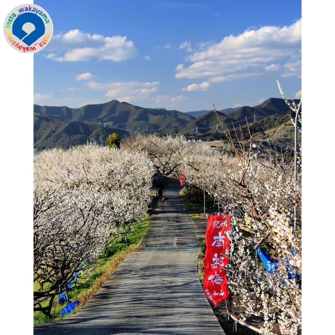 和歌山県のインスタグラム：「. Insta_Wakayamaでは、皆さんがハッシュタグをつけて投稿してくださった写真から、素敵な写真をご紹介させていただきます！ 本日のピックアップは @shiepon4 さんのお写真です☆ ハッシュタグのご利用ありがとうございますm(_ _)m .  こちらは、みなべ町の南部梅林のお写真ですね👀 梅の花が満開でとてもきれいですね。上からだけでなく、満開の梅を下から見上げてみたいものです🌸 梅のブランドとして有名な「南高梅」は、このみなべ町が発祥で、みなべ町の「南」と地元の梅である高田梅の「高」から名付けられました。みなべ町には、南高梅の原木もございますので、是非、満開の南部梅林とともに一度訪れてみてはいかがでしょうか。  . 和歌山に関する投稿には「 #insta_wakayama 」のハッシュタグをつけてください★ 和歌山の魅力を皆さんで発信していきましょう！ ハッシュタグをつけると同時に、写真の場所の記載・位置情報の登録もお願いします🎵 なお、お写真を撮影される際は感染対策を十分に行ってくださいね。 . フィーチャーしたお写真には撮影者の方が必ずいます。お写真に関係のないコメントを残さないようにしてください。 . #梅 #南高梅 #南部梅林 #みなべ町 #和歌山県 #plums #nakoume #minabe_town #wakayama #insta_wakayama #instameet_wakayama #wakayamagram #nagomi_wakayama #visitwakayama #retrip_news #japan #なんて素敵な和歌山なんでしょう」