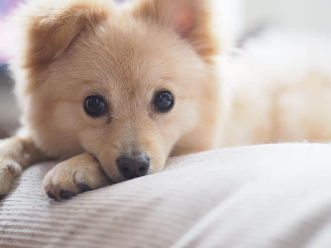 水野良樹さんのインスタグラム写真 - (水野良樹Instagram)「イケ犬 #いぬすたぐらむ #名犬てけ」2月21日 13時18分 - mizunoyoshiki_teke