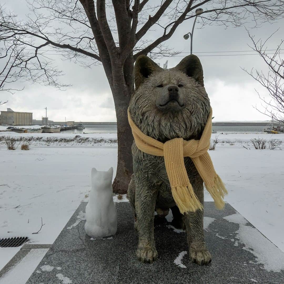 わさおさんのインスタグラム写真 - (わさおInstagram)「わさお像にお友達ができてた！  @wasao_official のプロフィールの公式チャンネル URL からショート動画も見れますので、是非どうぞ。  The Wasao statue had a friend!  You can see the short video from the official channel URL in @wasao_official 's profile.  #busakawa #longhair #longcoat #akita #akitainu #dog #wasao #wasao_recollection #ぶさかわ #長毛 #秋田犬 #わさお #わさお追憶 #wasaomemorial #わさお像 #wasaostatue」2月21日 15時15分 - wasao_official