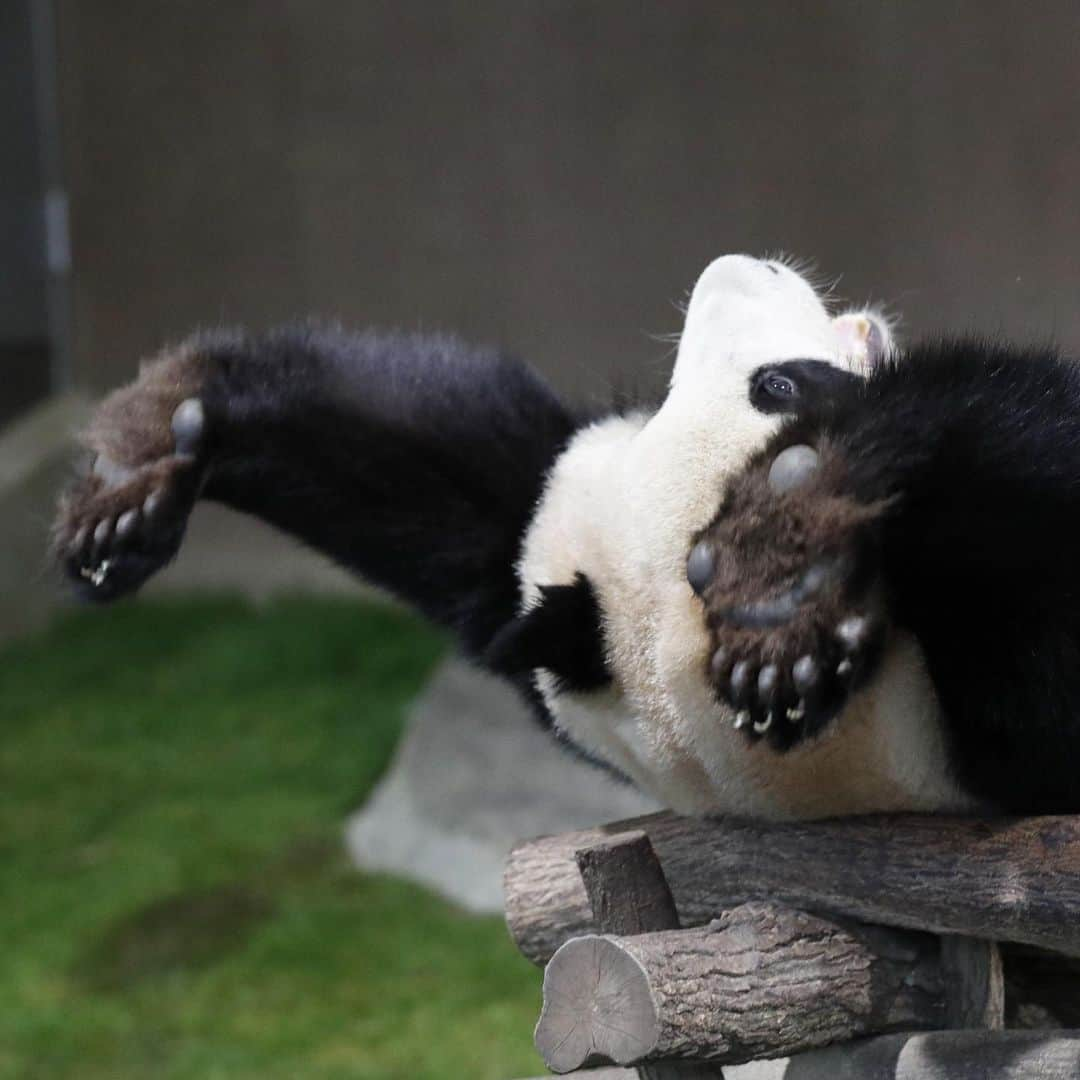 パンダ（白浜）さんのインスタグラム写真 - (パンダ（白浜）Instagram)「Thanks, Love, Origin of HELLO PANDA #桜浜 #桃浜　🌸🍑 #cutepanda #giantpanda #ジャイアントパンダ　#赤ちゃん #baby #funny #panda #パンダ #pandababy #pandas #cute #animal #animals #zoo #baby #love #adventureworld #アドベンチャーワールド ⭐︎ #pandamentalcosplay」2月21日 17時36分 - hellopanda_book