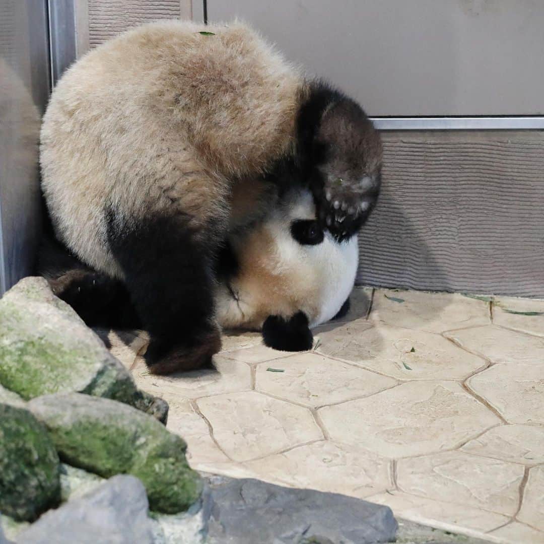 パンダ（白浜）さんのインスタグラム写真 - (パンダ（白浜）Instagram)「Thanks, Love, Origin of HELLO PANDA #桜浜 #桃浜　🌸🍑 #cutepanda #giantpanda #ジャイアントパンダ　#赤ちゃん #baby #funny #panda #パンダ #pandababy #pandas #cute #animal #animals #zoo #baby #love #adventureworld #アドベンチャーワールド ⭐︎ #pandamentalcosplay」2月21日 17時36分 - hellopanda_book