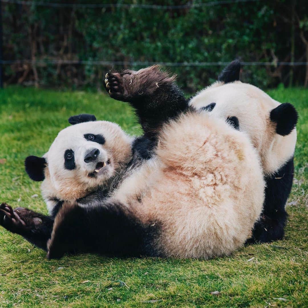 パンダ（白浜）のインスタグラム：「Thanks, Love, Origin of HELLO PANDA #桜浜 #桃浜　🌸🍑 #cutepanda #giantpanda #ジャイアントパンダ　#赤ちゃん #baby #funny #panda #パンダ #pandababy #pandas #cute #animal #animals #zoo #baby #love #adventureworld #アドベンチャーワールド ⭐︎ #pandamentalcosplay」