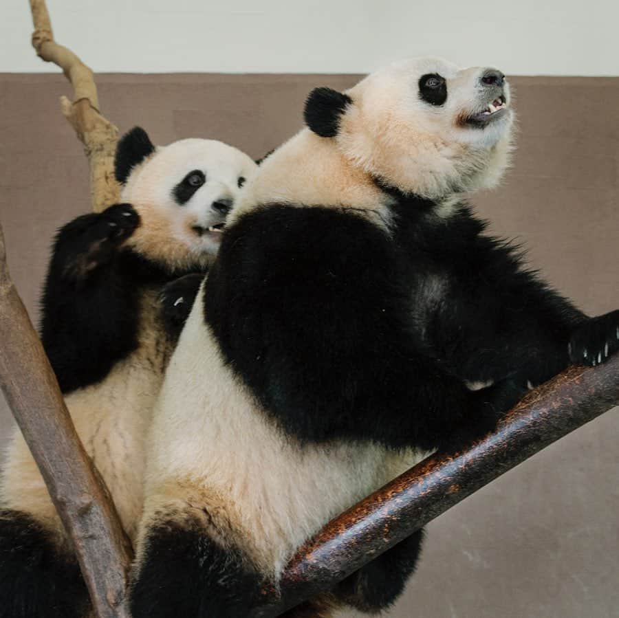 パンダ（白浜）のインスタグラム：「Thanks, Love, Origin of HELLO PANDA #桜浜 #桃浜　🌸🍑 #cutepanda #giantpanda #ジャイアントパンダ　#赤ちゃん #baby #funny #panda #パンダ #pandababy #pandas #cute #animal #animals #zoo #baby #love #adventureworld #アドベンチャーワールド ⭐︎ #pandamentalcosplay」