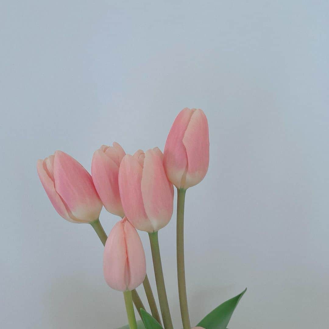 樋口柚子のインスタグラム：「朝と夕方のチューリップ🌷 ほんの気持ちひらく花びら☺︎」