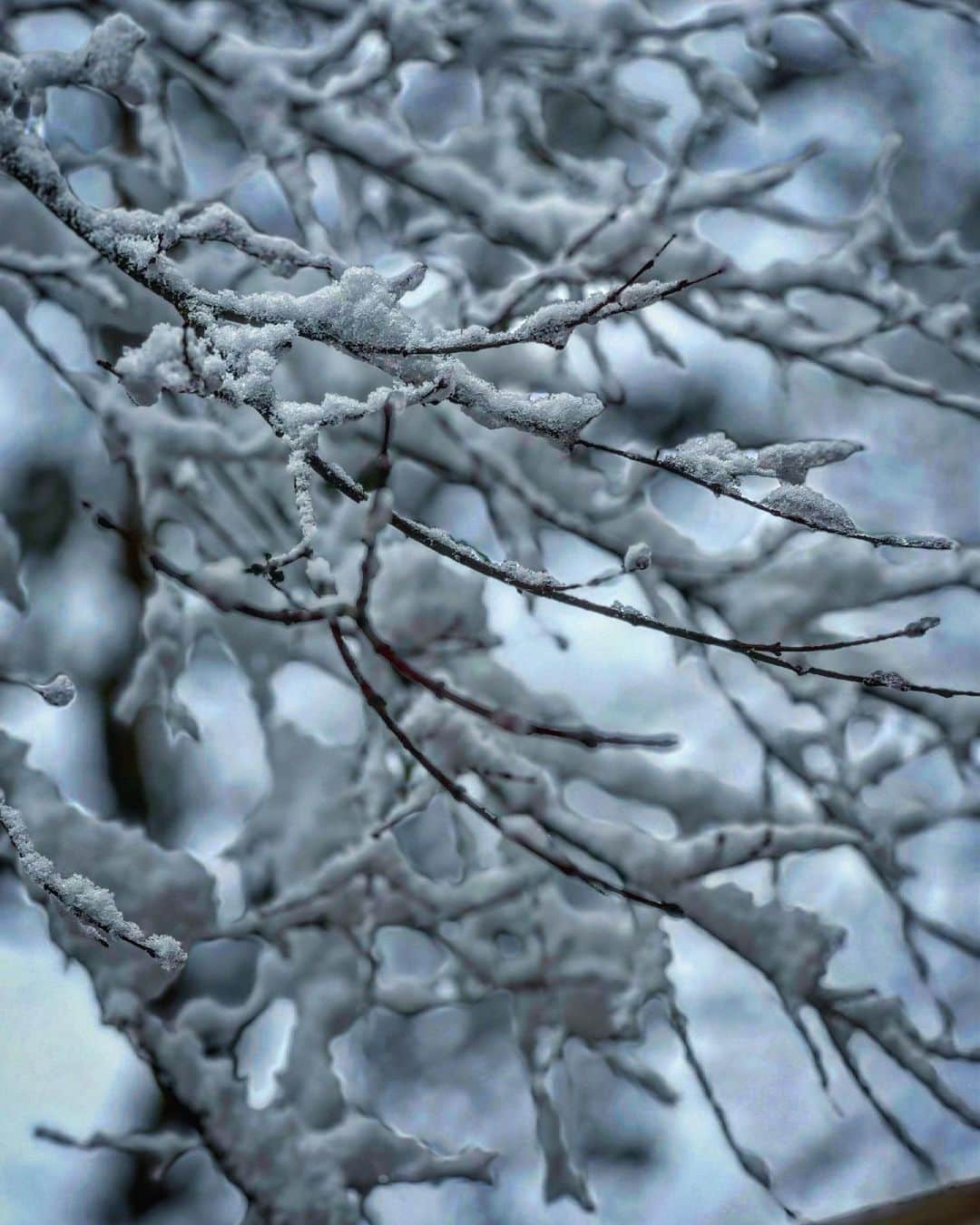 鳥越裕貴さんのインスタグラム写真 - (鳥越裕貴Instagram)「❄️ ここ１ヶ月とにかく雪まつり 鳥越の雪への情緒 綺麗🥰もうええて😄やっぱ綺麗やな〜😌ひつこいて😅降り方でまた変わるな〜☺️ええ加減にしてもろて🙃☜今ここ ただとんでもなく凄い画は撮れています。笑」2月21日 21時00分 - yuki_torigoe.cleftchin